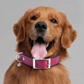 Arches Leather Collar