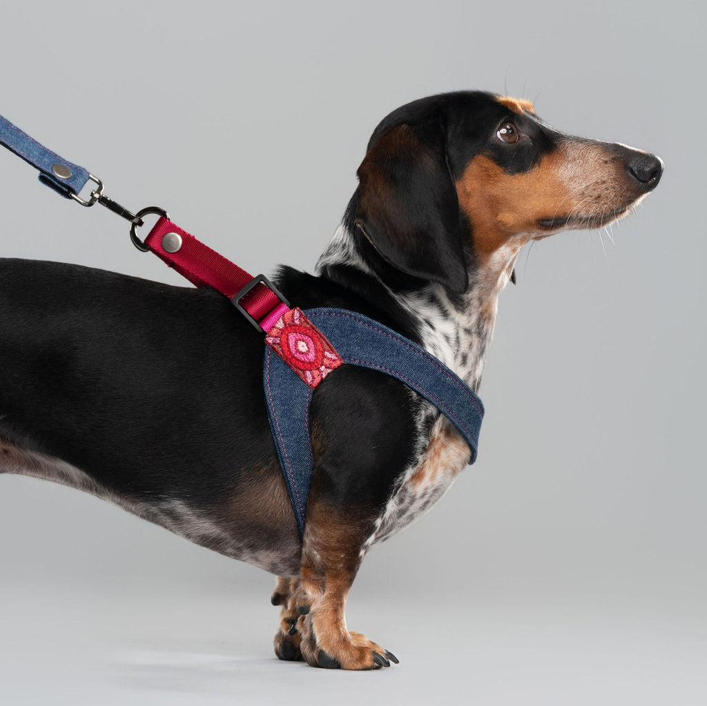 Dachshund wearing a blue denim harness with a red strap