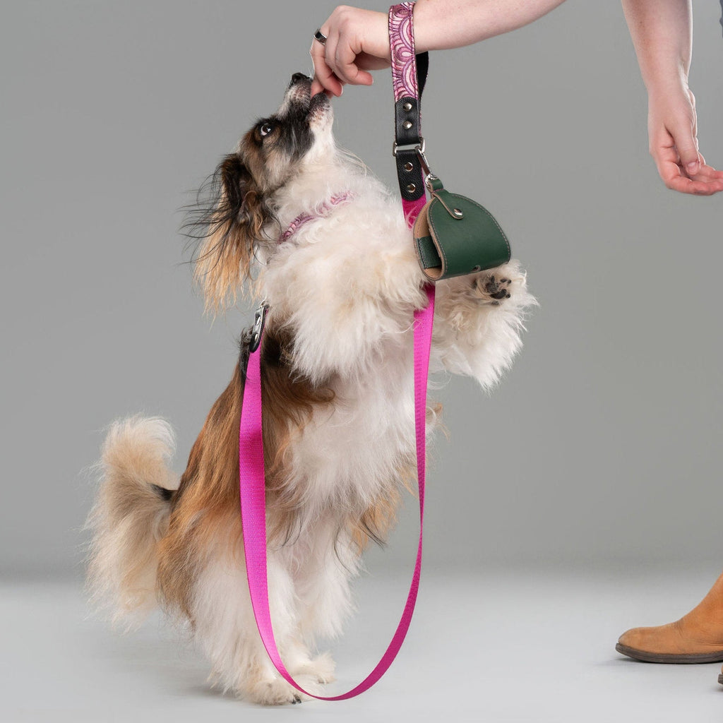 Dog standing on its hind legs, holding a green poop holder in leather with a pink strap