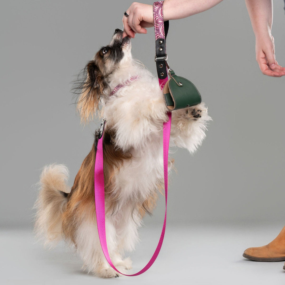 Dog standing on its hind legs, holding a green poop holder in leather with a pink strap